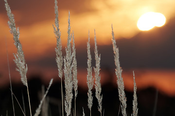 Image showing The grass at sunset 