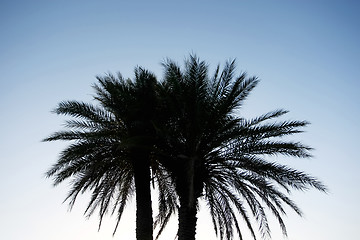 Image showing 	Silhouette of palm