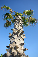 Image showing 	Corny palm tree
