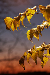 Image showing Yellow leaves at sunset 