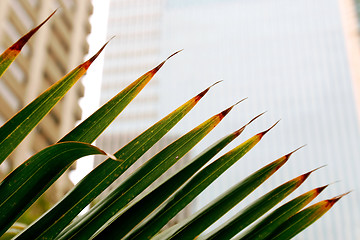 Image showing Palm leafs 