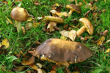 Image showing Five Boletus in the grass 