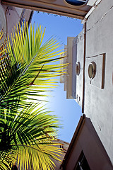 Image showing Yang palm tree with church