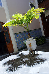 Image showing Yang palm tree 