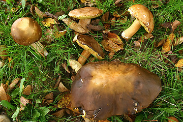 Image showing Boletus on a meadow 