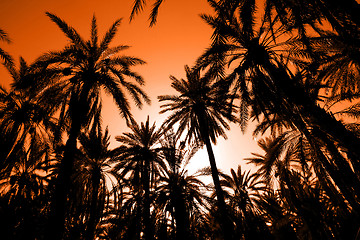 Image showing 	Sunset in dates palm forest