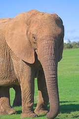 Image showing ellie profile