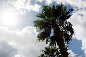Image showing 	Palm with sun