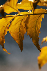 Image showing Yellow leafs 