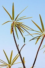 Image showing Palm