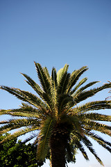 Image showing 	Palm