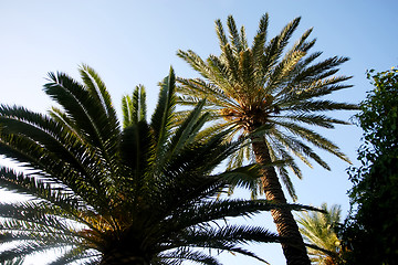 Image showing 	Palm trees