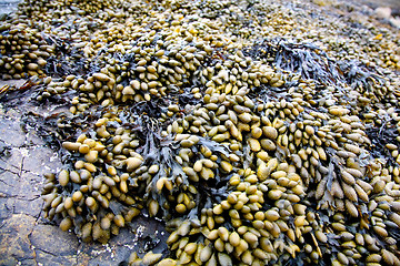 Image showing Seaweed