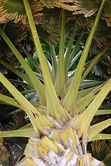 Image showing Palm from down below 