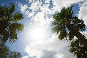 Image showing 	Palm with sunny sky