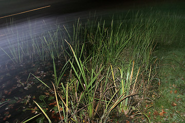 Image showing The grass in the lake 