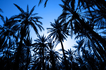 Image showing Silhouette of dates palm forest