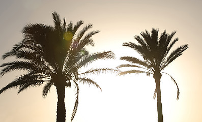 Image showing 	Sunset with palm trees