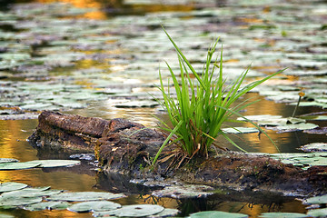 Image showing Shrub grass on rotten wood 