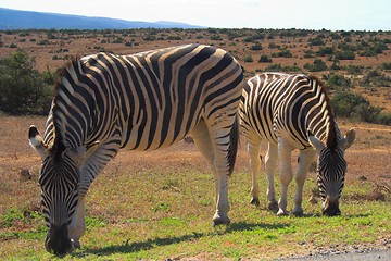 Image showing Twin Zebras