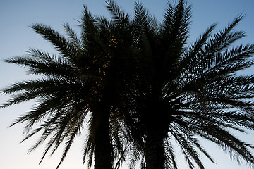Image showing 	Two palms silhouette