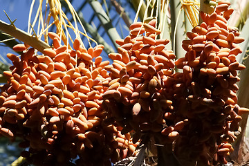 Image showing Close up of dates fruits