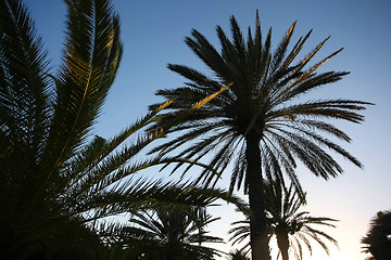 Image showing 	Palm trees in the sunset