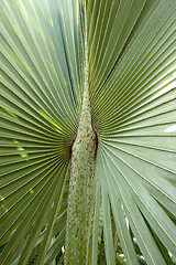 Image showing Center of palm tree