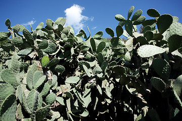 Image showing 	Cactus bush