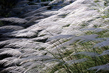 Image showing Bushes of white grass 