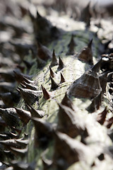 Image showing Prickly thorn tree 