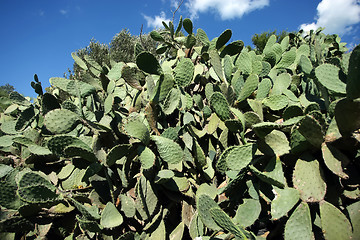 Image showing 	Cactus