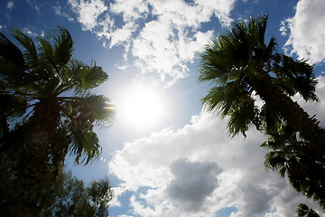 Image showing 	Sunny sky with palms