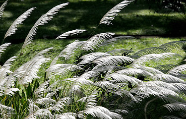 Image showing White grass 