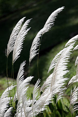 Image showing Snow grass