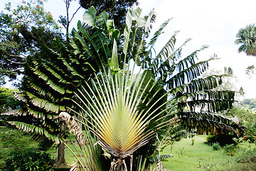 Image showing Palm tree 