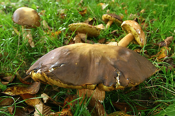 Image showing Boletus 