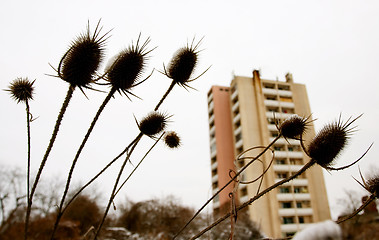 Image showing Dipsacus sylvestris