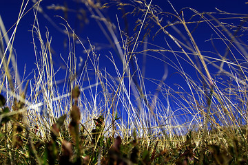 Image showing Grass from the frog perspective