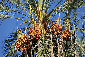 Image showing 	Group of dates fruits