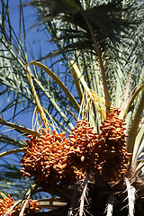 Image showing 	Fruits of dates