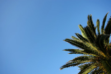 Image showing Branches of palm tree