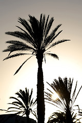 Image showing 	Sunset with palm tree