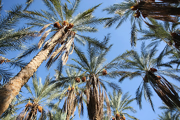 Image showing 	Oasis of dates palms