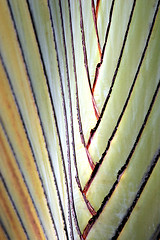 Image showing Palms lines 