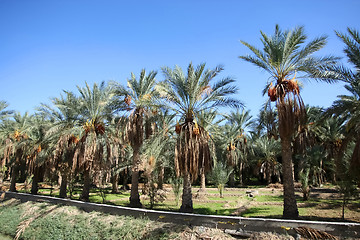 Image showing 	An oasis of date palms