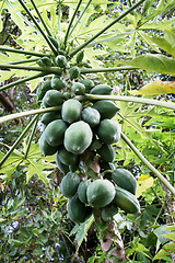 Image showing Coconuts 