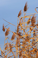 Image showing Red Reed 