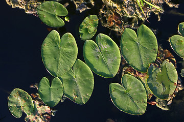 Image showing Lotus leafs 