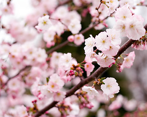 Image showing Spring Flowers